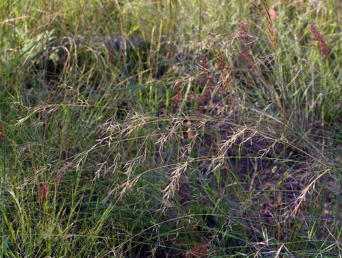 Aristida calycina (Dark Wiregrass)